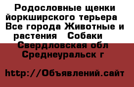 Родословные щенки йоркширского терьера - Все города Животные и растения » Собаки   . Свердловская обл.,Среднеуральск г.